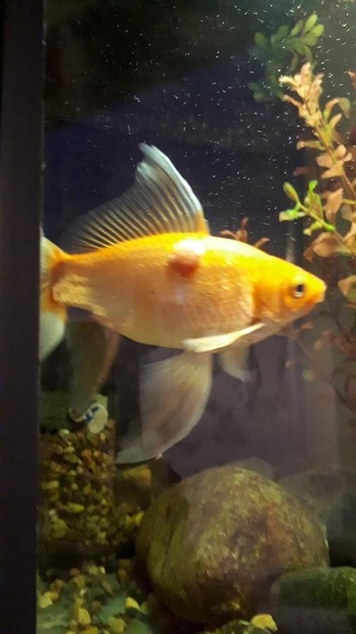 Apartment Aquarium Tbilisi